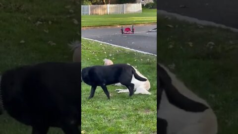 Dogs are the best.. 😊 #shorts #Golden #kids