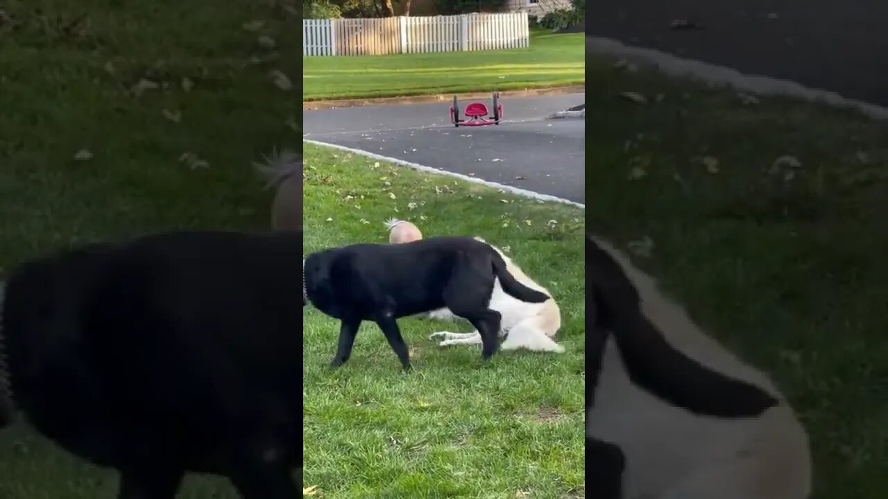 Dogs are the best.. 😊 #shorts #Golden #kids