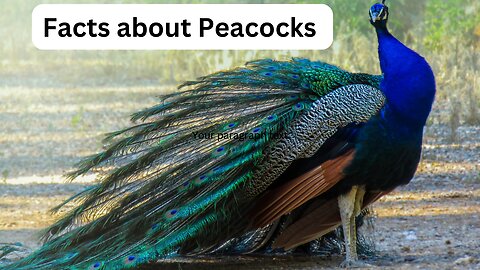 Facts about Peacock