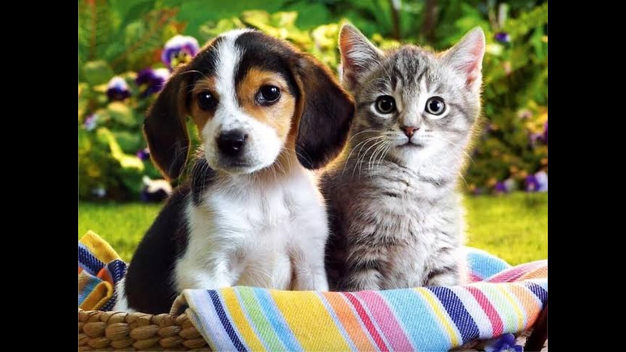 Animal Funny videos 🤪 cat fight, dog fight, and many more . Funny videos of Cute Animal's