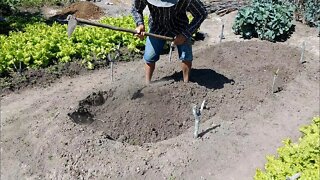 Preparando Canteiro Hortaliças + Adubo #Nordeste