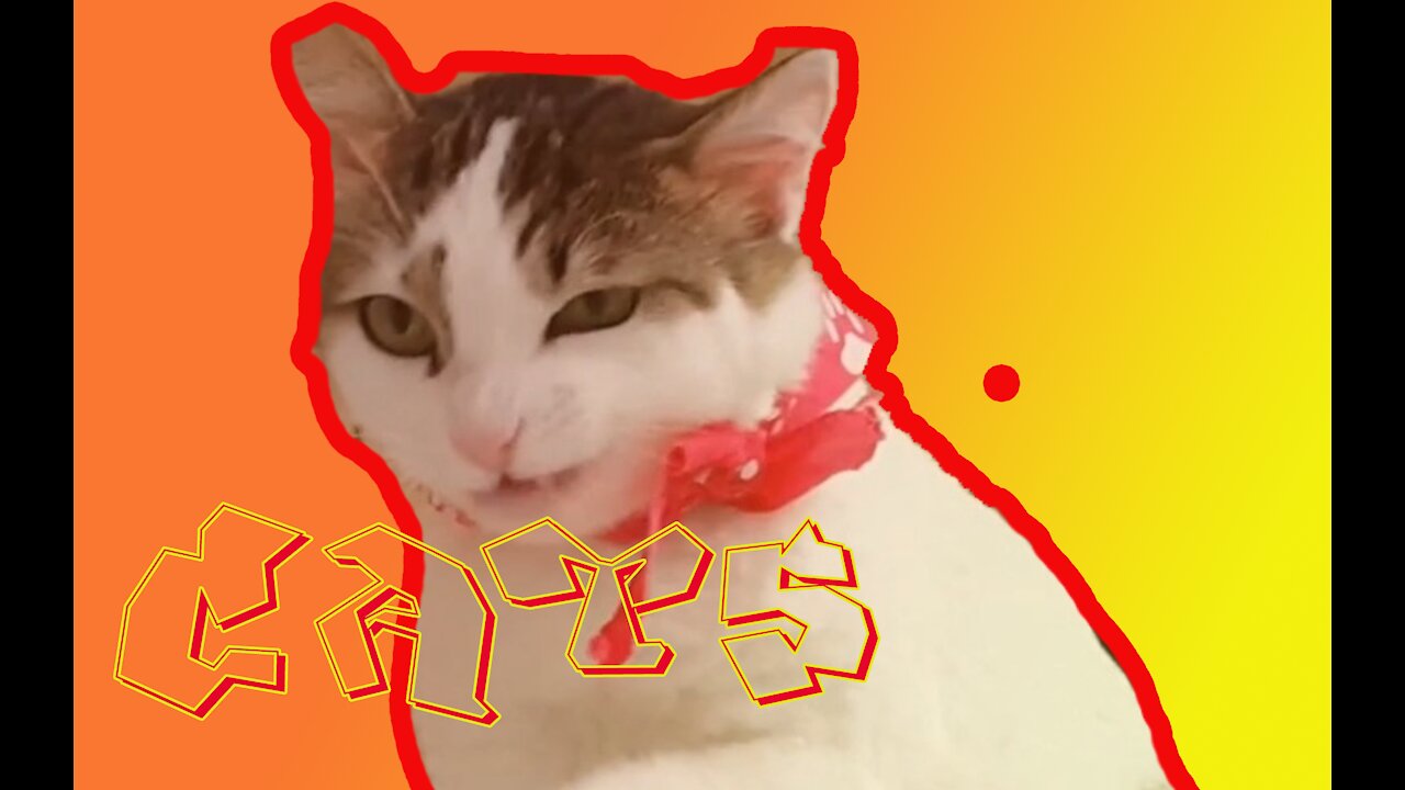 the beautiful cat