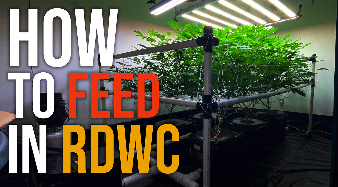 Feeding and Mixing Nutrients for RDWC