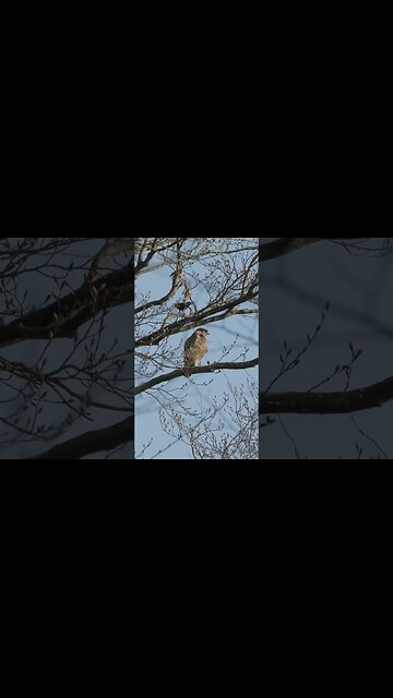 Woodland Bird Videography