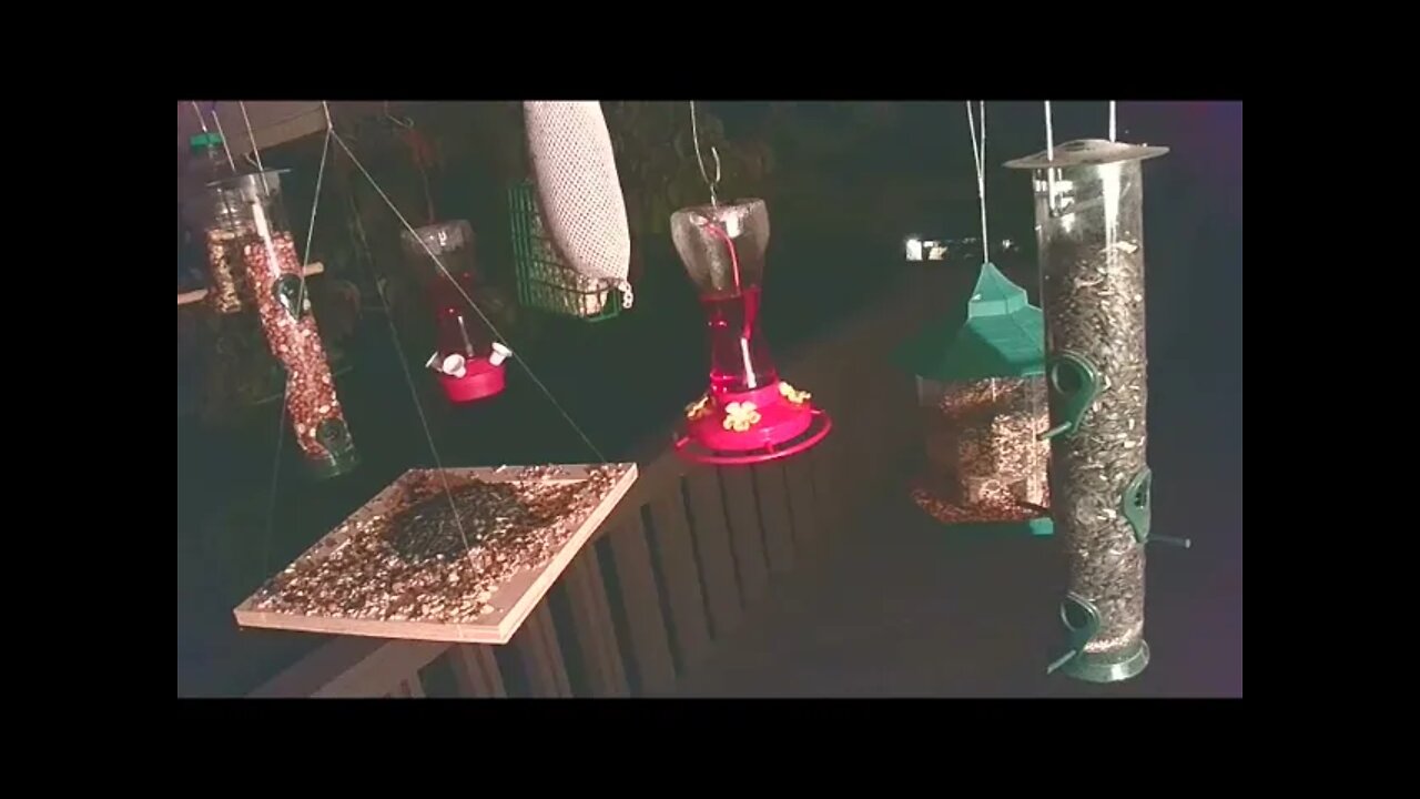 Live Sept 20 2021 Bird Feeder in Asheville NC. In the mountains