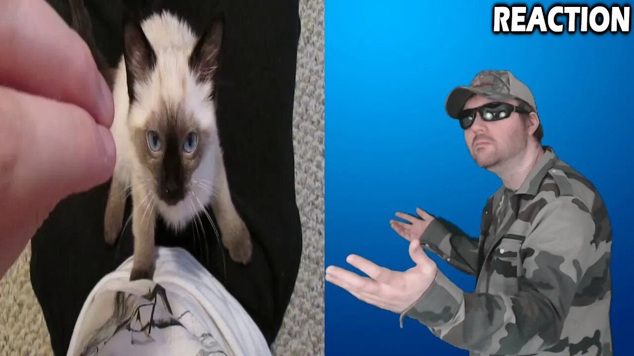 Siamese Kitten Loudest Purring (beatshack) REACTION!!! (BBT)