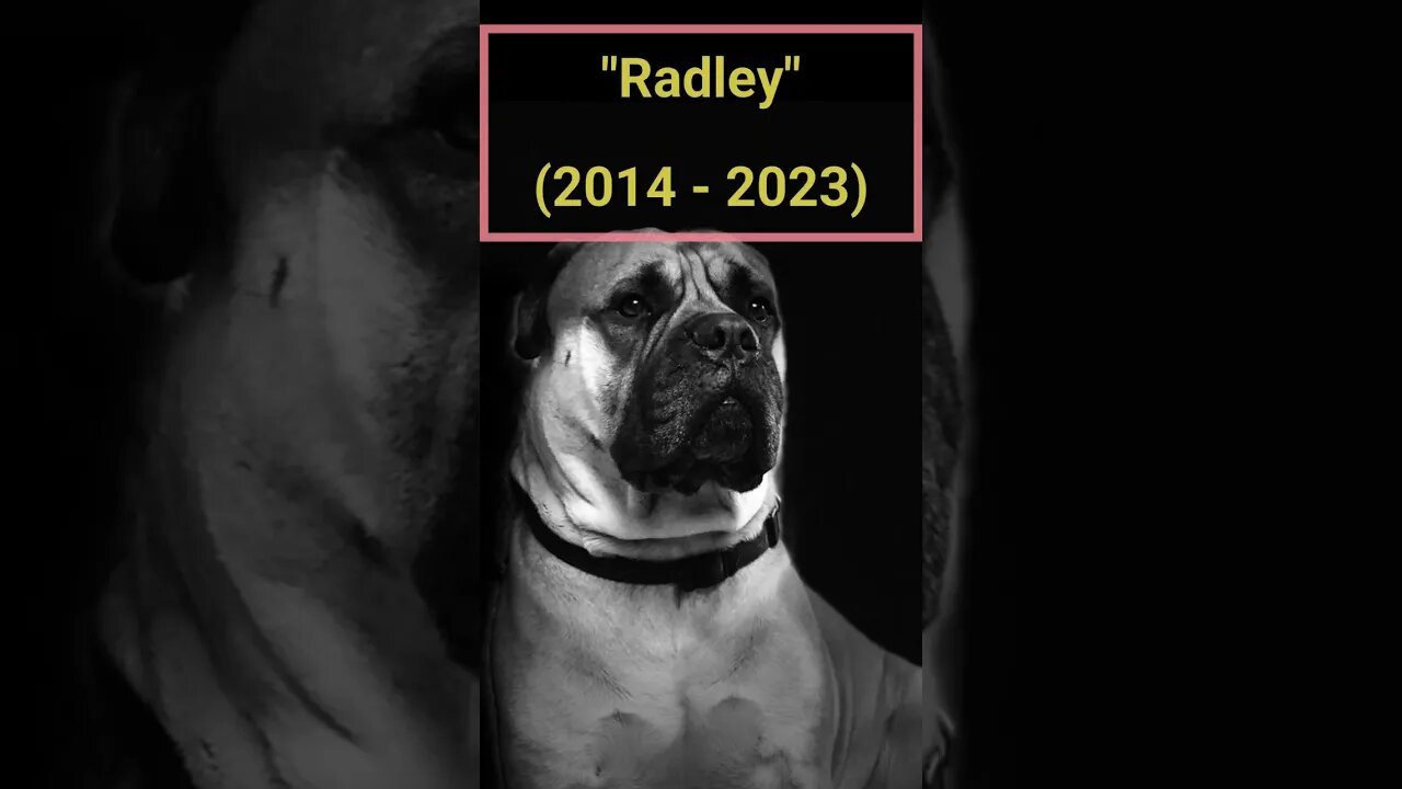 Radley - Rest In Peace & Fly High Man's Best Friend #InMemory #Shorts #NEFFEX