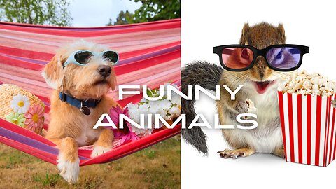 Funny Animals Vlog