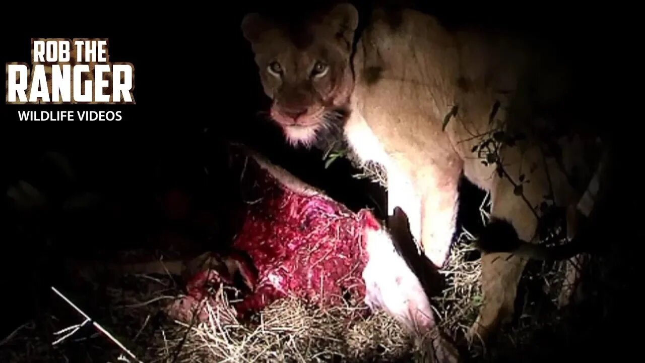 Lioness With A Big Kudu Feast | Archive Lion Footage