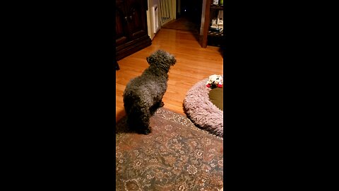Guard duty..Sweetie Pi doing her thing