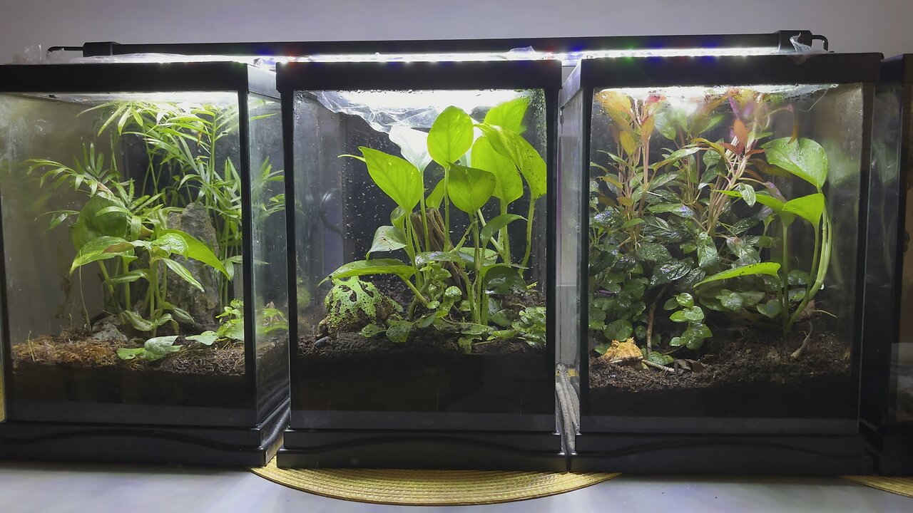 Live feeding Pac-Man frog’s 🐸