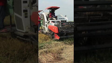 Harvesting rice