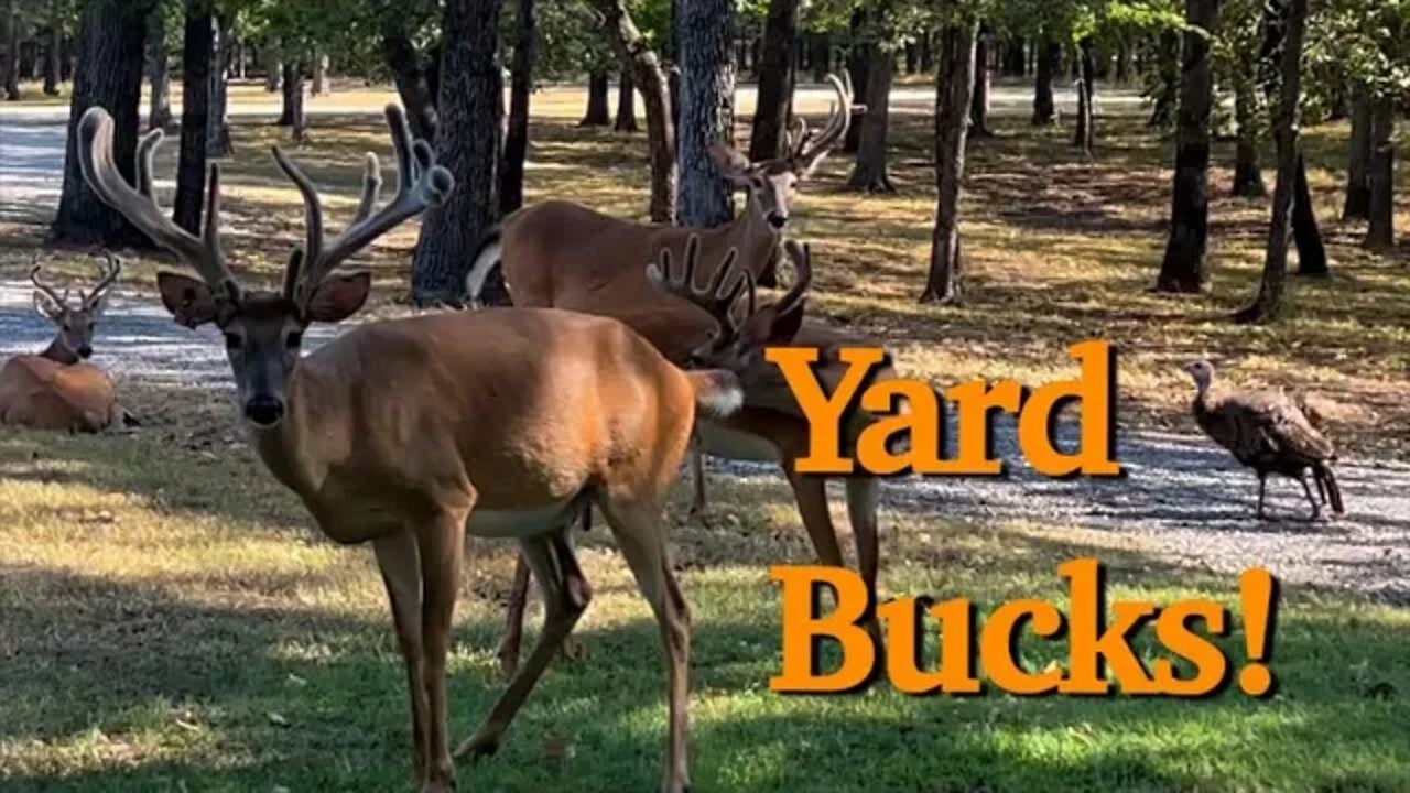 Yard Bucks at the Ranch