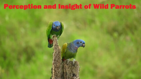 Perception and Insight of Wild Parrots | Parrots’ Rich Social Lives