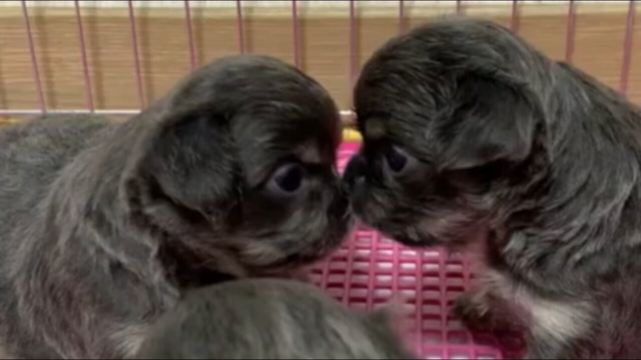 The puppies are facing each other.