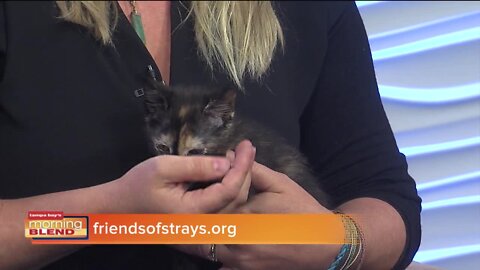 Pet Patrol | Morning Blend