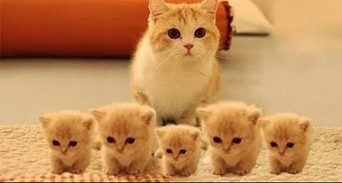 Top funny 🐈🐈🐈 cat kitten 😺 video
