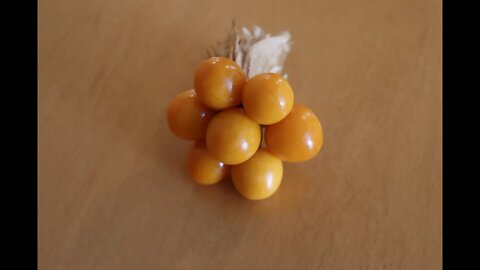 Growing Golden Berry from seeds