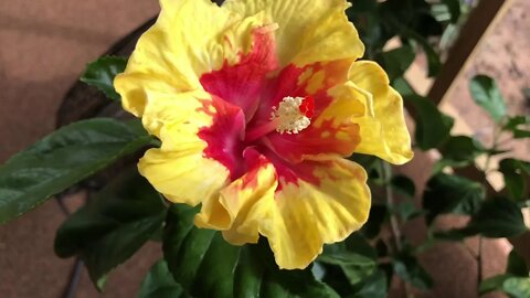 Hibiscus bloom