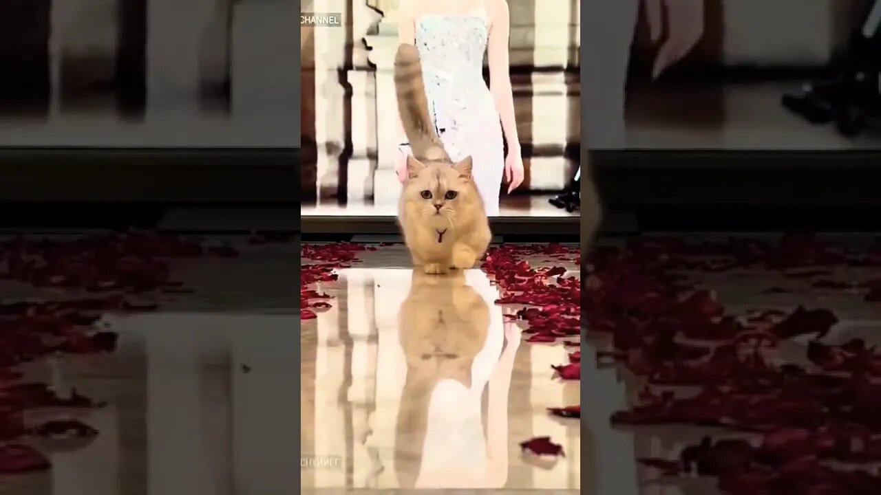 Cat Walk | #reels #shorts #cat