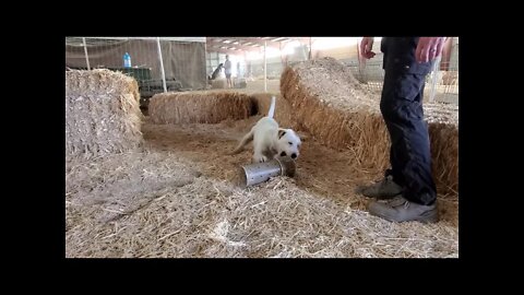 Ares Barn Hunt Lesson 4 proves he is a barn prodigy(2)