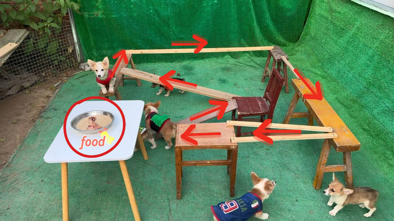 Corgi Dog Challenges Difficult Eating 19