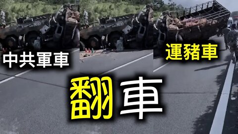 侮辱性極強！中共武統台灣的軍車讓豬給拱了；中共三段論定調，毛大、鄧二、習三……