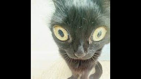 funny animal videos