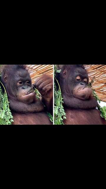 Monkey shares quality time with a butterfly... then eats it