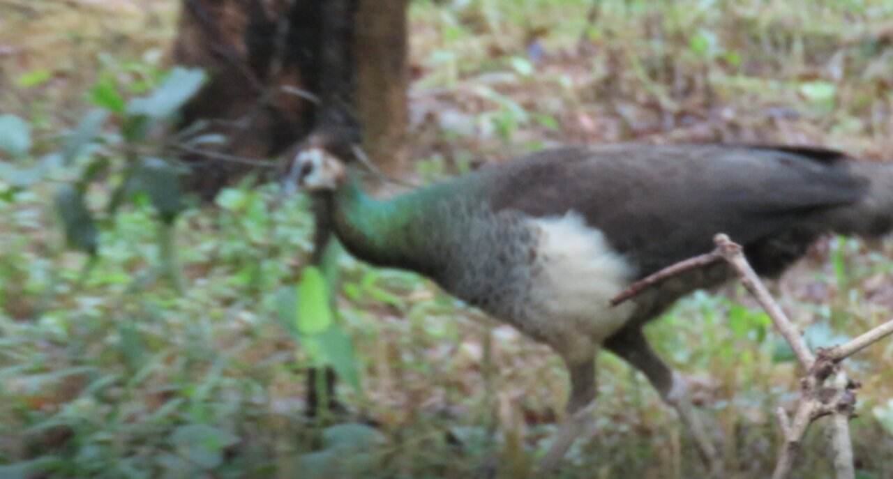 Indian Peacock