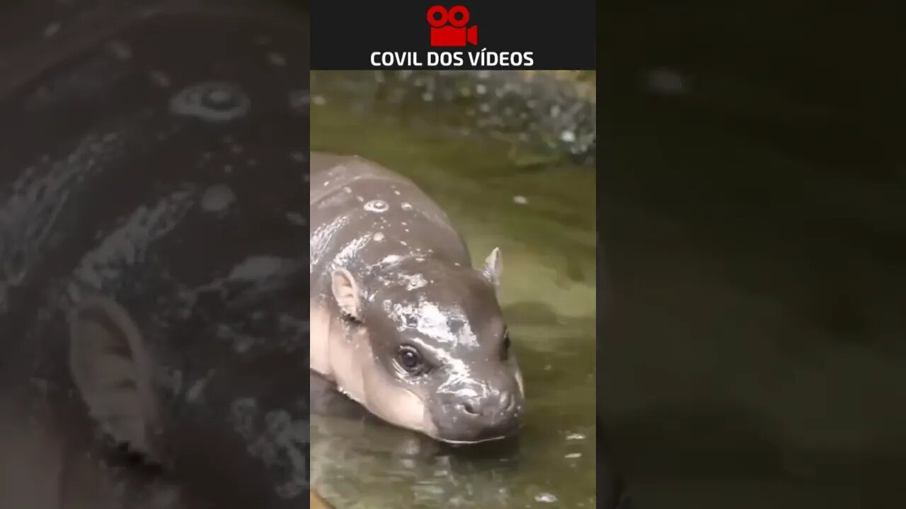 baby hippo