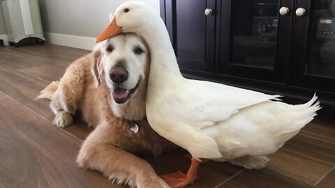 Golden Retriever Puppy tries to Make Friends with Germany