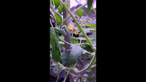 Tomatoes pollinating