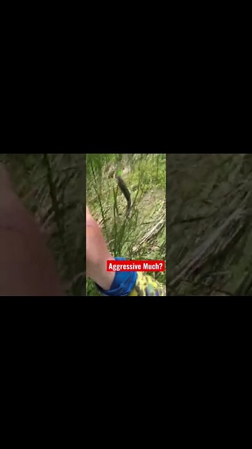 Craziest Fish Catch of ALL Time!