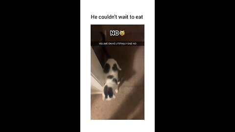 HUNGRY CAT