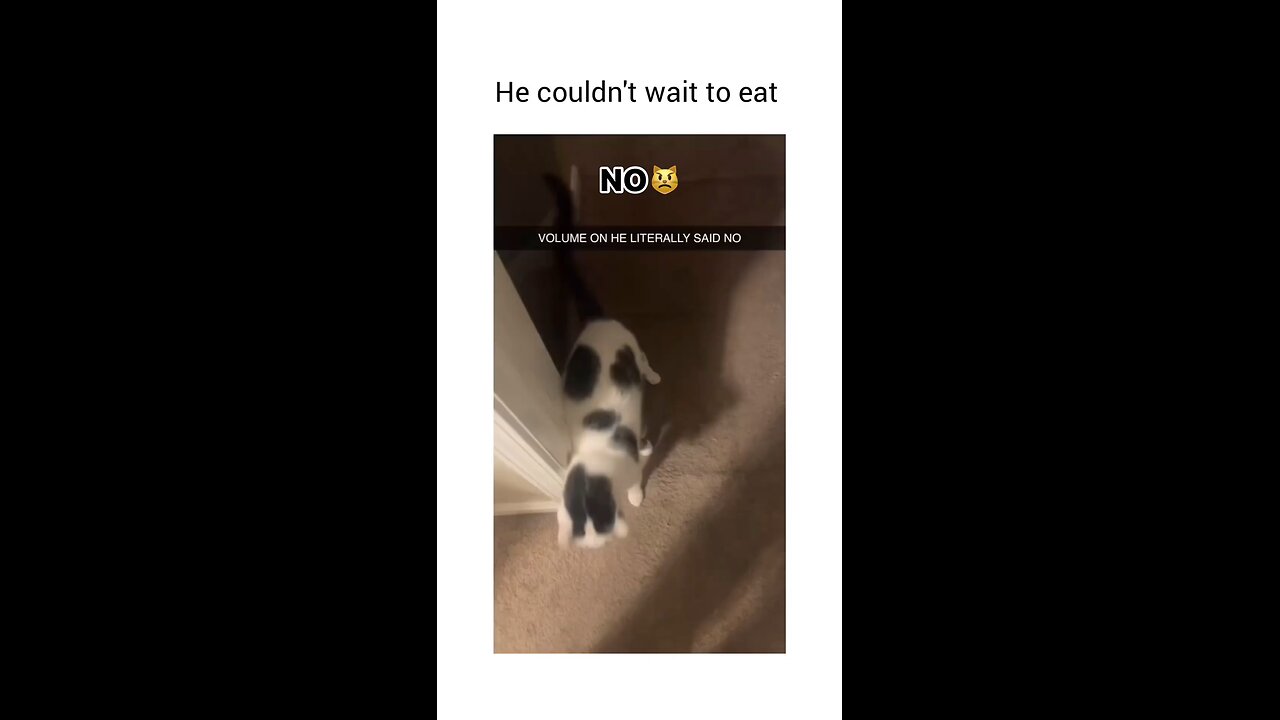 HUNGRY CAT