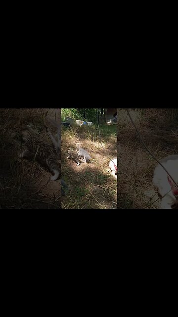 Sniff and Kiss - Killer the Chihuahua gives the Kittens a Blessing