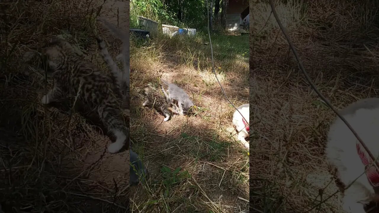 Sniff and Kiss - Killer the Chihuahua gives the Kittens a Blessing