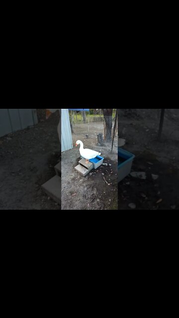 Good morning Ezra 8th September