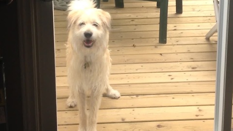 Dog shows off impressive vertical jump