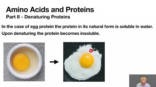 CHM1032L Unit 15 Amino Acids and Proteins Prelab Video