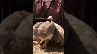 Cute red eyed cinnamon, brown and lavender guinea fowl keets