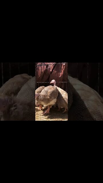 Cute red eyed cinnamon, brown and lavender guinea fowl keets