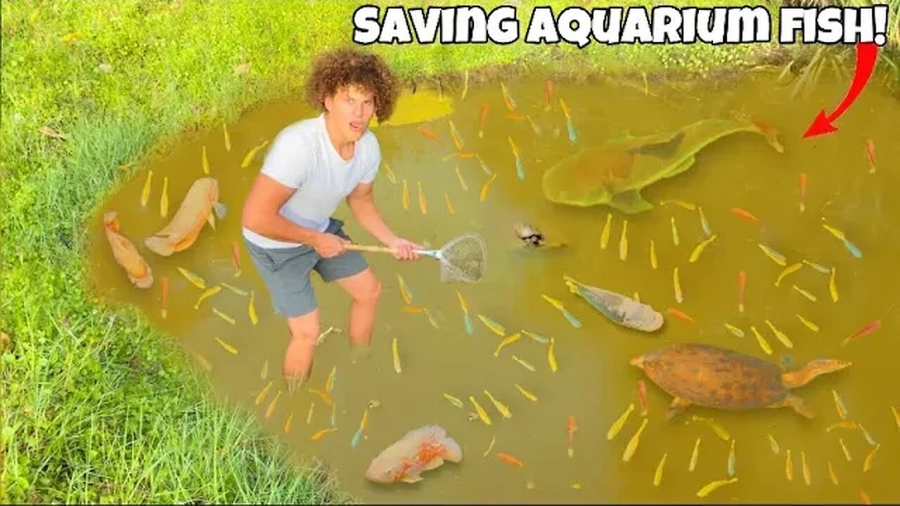 Saving TONS Of AQUARIUM FISH From ABANDONED Pond!