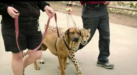 Cheetah and dog race in epic video to see who's faster