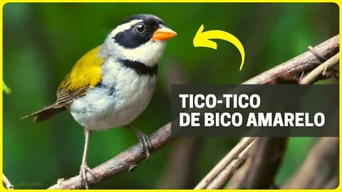 TICO TICO DO BICO AMARELO Cantando - Vocalização Macho/Fêmea