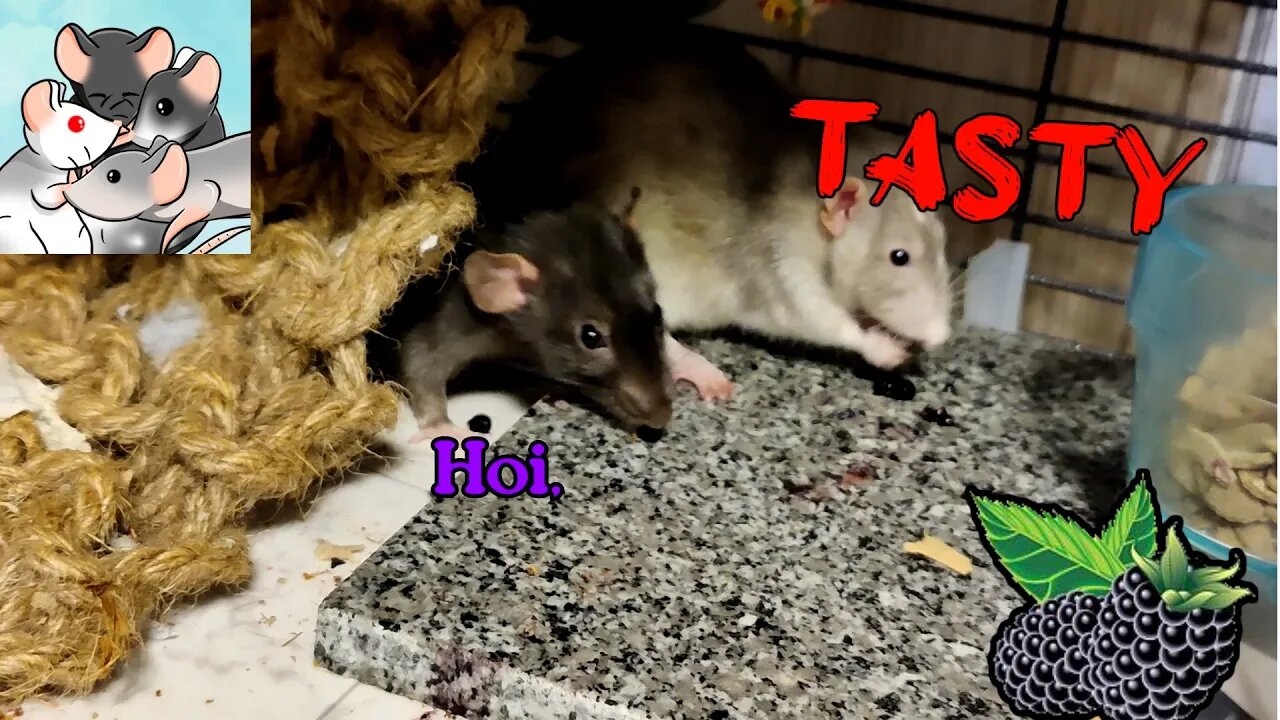 Adorable Rats LOVE Blackberries As A Treat! #117 #cute #messy #animals #pets