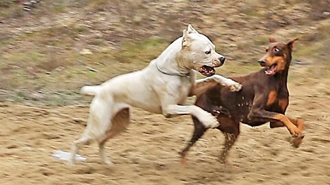 Dobermans vs Dogo Argentinos at "Church"