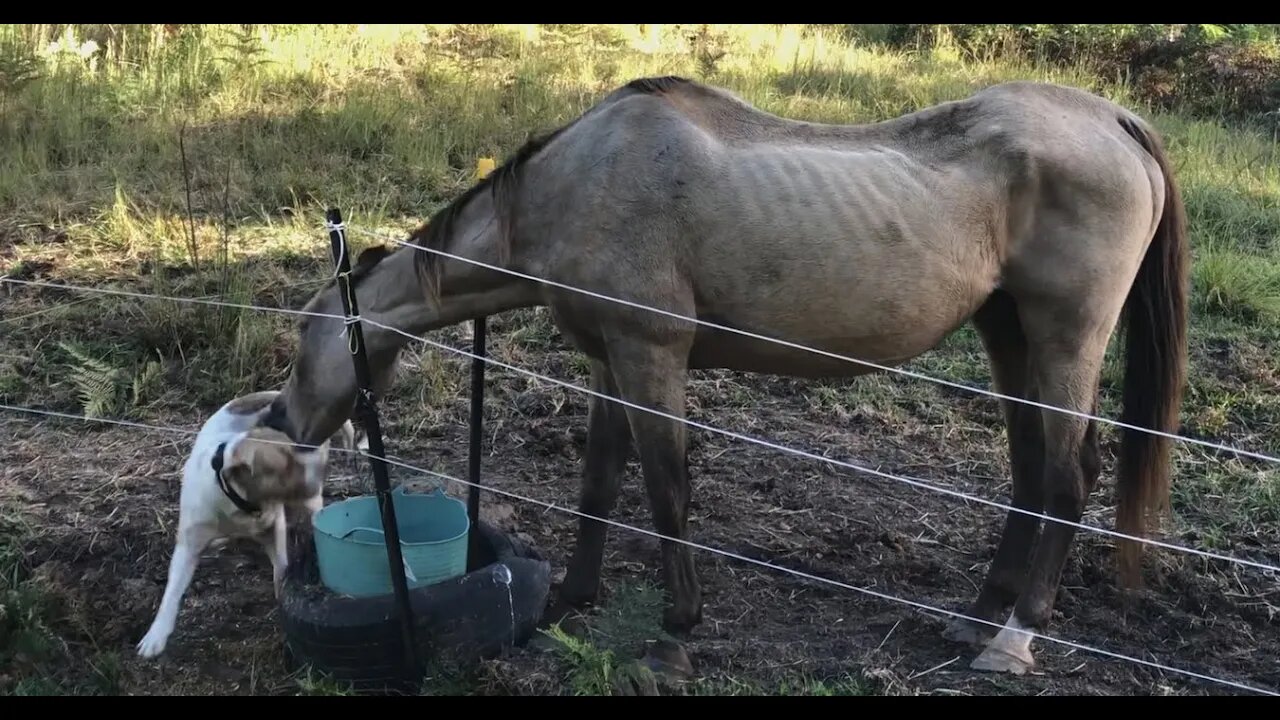 Video of the old horses, finally getting decent feed after the flood. Arthur bites Henry