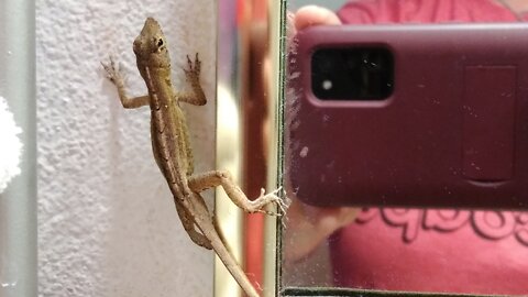 The Lizard Rescue